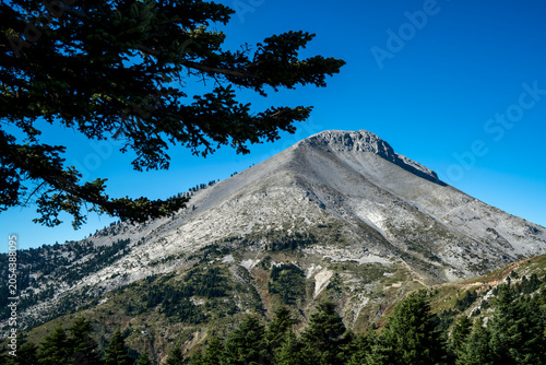 Mount Dirfis Peak Framed by Fir Trees in Evia, Greece