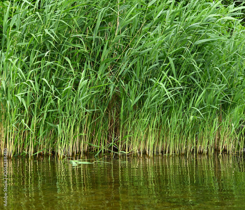 Obraz premium Dense green reeds and sedge grass growing at the water edge with ripples. Natural aquatic plant background for ecology and nature design concepts