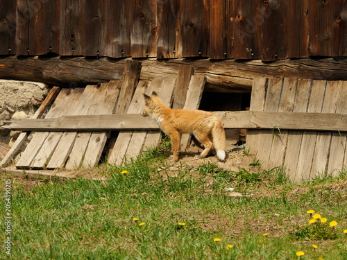 American fox in old shed
