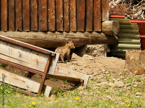 American fox in old shed