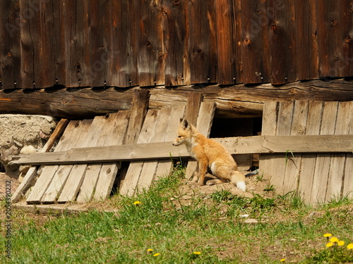 American fox in old shed