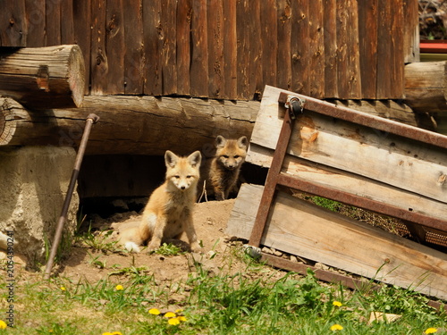 American fox in old shed