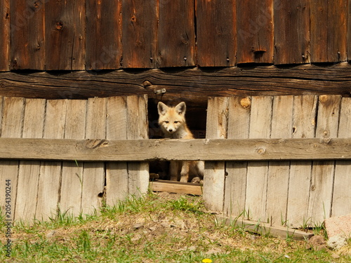 American fox in old shed