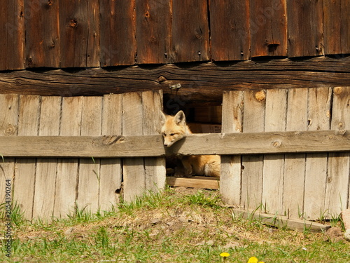 American fox in old shed