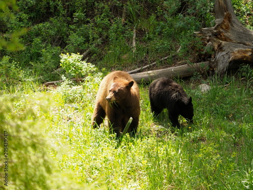 Black and cinnamon bears