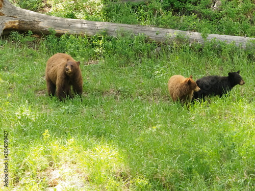 Black and cinnamon bears
