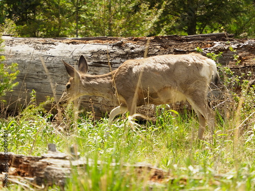 Mule deer in Yellowstone National Park