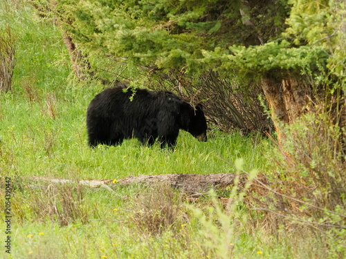 Black and cinnamon bears