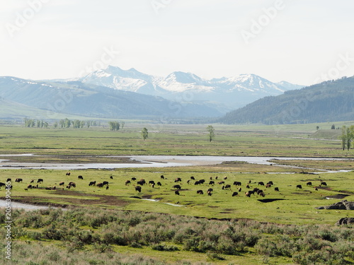 Mountain landscape with a herd of bison in the valley