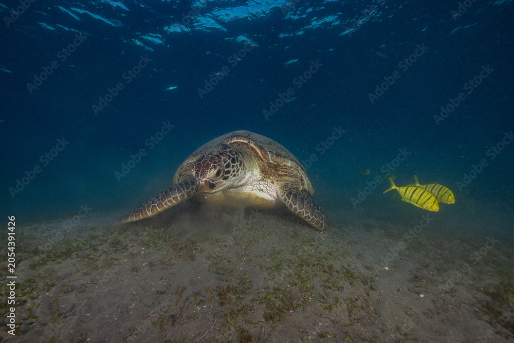 Obraz premium green turtle
