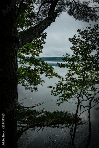 Fog on a river framed by trees