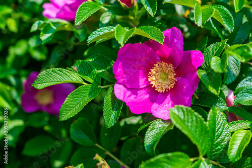 Japanese rose bush in summer