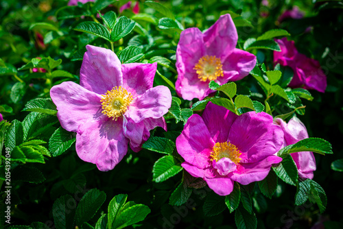 Japanese rose bush in summer