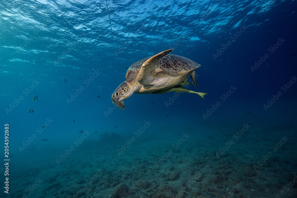Obraz premium Green sea turtle, Red Sea, Egypt