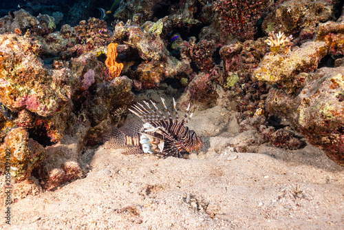 Schilderij op canvas lionfish