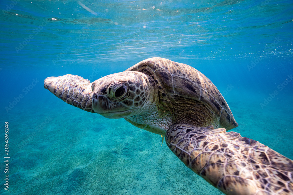 Fototapeta premium Green sea turtle, Red Sea, Egypt