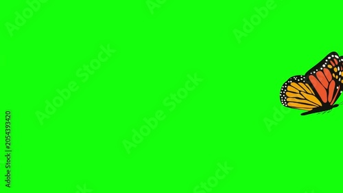 Monarch Butterfly Flying and Flapping Wings Across Green Screen Background for Nature Transitions