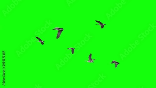 Flock of Canada Geese Flying in Formation Across Green Screen Background for Wildlife and Nature Film