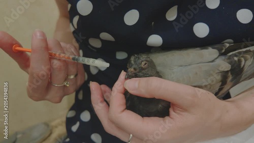 Gentle home care and medicine syringe for small rescued bird in human hands, concept of wildlife rehabilitation, compassion and veterinary help in cozy domestic environment