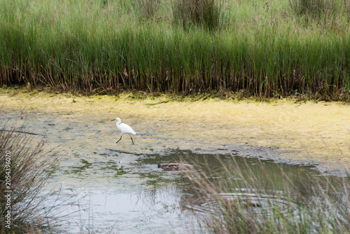 Obraz na plátně White little egret in a pond. Villaviciosa, Asturias