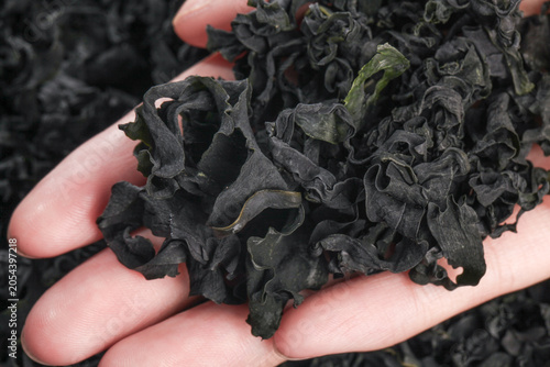 Dried Wakame Kelp Seaweed in Hands - Natural Sea Vegetable Superfood Ingredient