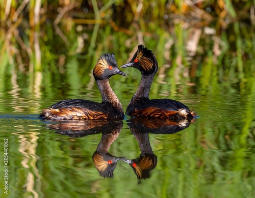 Two waterfowl with striking black, orange, and white plumage, floating on reflective green water, framed by reeds