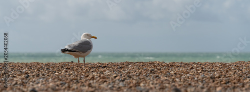 Foto Seagull standing on pebbly beach with ocean in background on a cloudy day