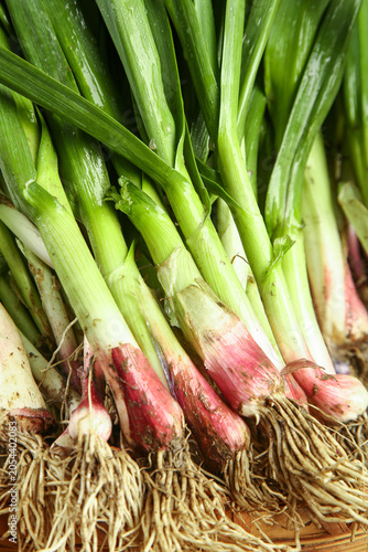 Fresh Garlic Seedlings with Roots - Guizhou Farmers Crop Harvest for Direct Supply Market