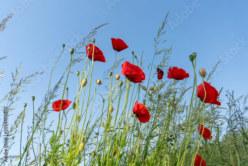 Bright red poppy flowers bloom in a field during daylight under a clear blue sky with scattered grass