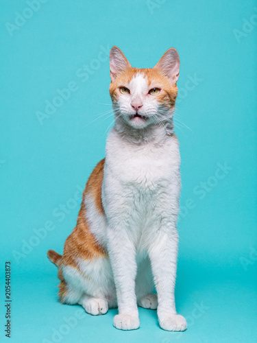 Fotografie Orange and White Cat Showing Its Teeth Against a Blue Background