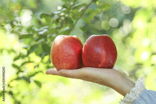 фотографія Fresh Red Fuji Apples in Hand Against Green Nature Background - Healthy Organic