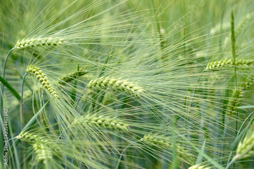 фотографія Ears of green rye in summer field