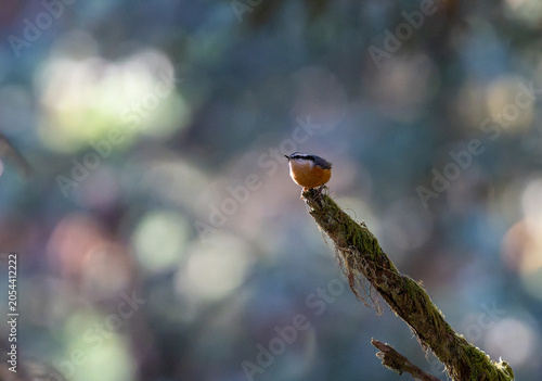 Quadro su tela Red breasted nuthatch bird on a branch in the woods