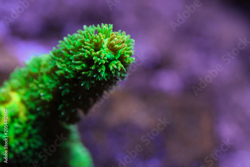 Fotografía Vibrant Bali Green Slimer Acropora Macro Underwater in Saltwater Aquarium