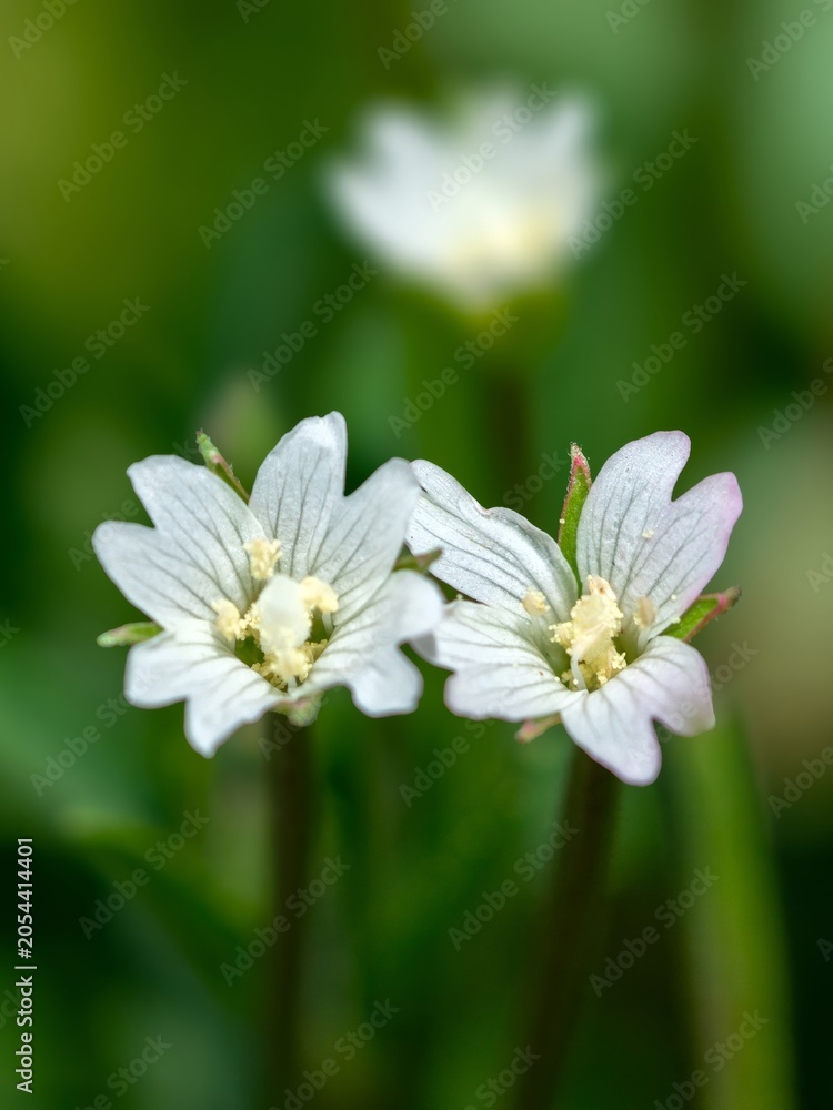 Obraz premium Macro Close Up Of Tiny White Fringed Willowherb Flowers