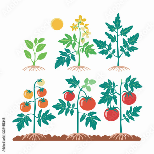 Tomato Plant Growth Stages