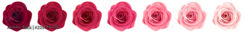 Red and pink rose flowers isolated on a white background. Set of vector illus...