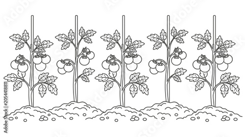 Tableau sur toile Row of tomato plants growing on stakes in garden soil.