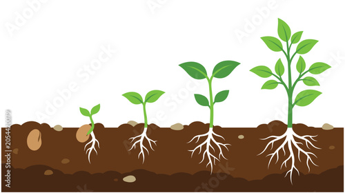 Plant growth stages from seed to mature seedling green.
