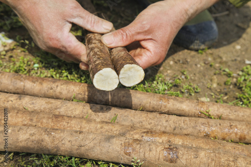 Tableau sur toile Fresh Cassava Roots Harvested - Raw Nutritious Root Vegetable