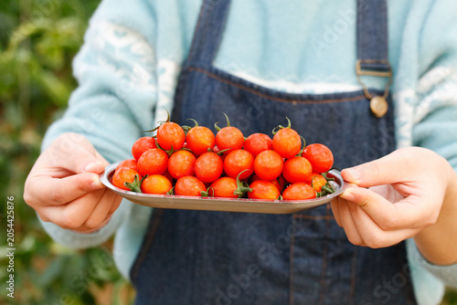 Fényképezés Fresh Mini Tomatoes on Plate - Farmer Holding Homegrown Produce