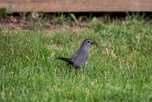 Canvas-taulu A gray catbird stands in a grassy lawn with an insect in its beak, pausing briefly before continuing its search for food