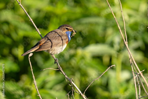 Podróżniczek (Luscinia svecica)