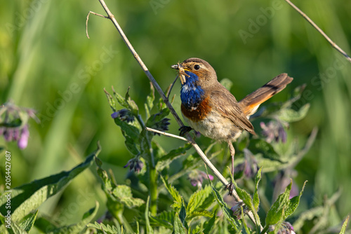 Podróżniczek (Luscinia svecica)
