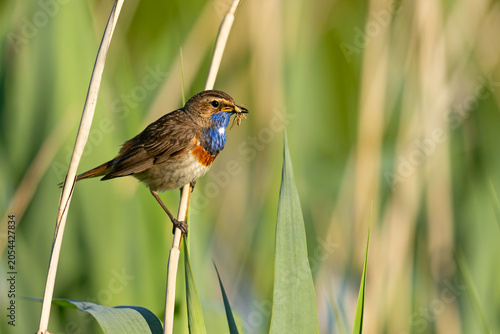 Podróżniczek (Luscinia svecica)
