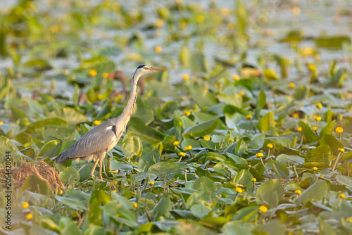 czapla siwa (Ardea cinerea)