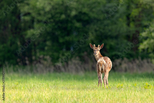 jeleń szlachetny (Cervus elaphus)