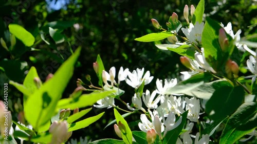 Bush of Lonicera tatarica is in full bloom, adorned with clusters of pure white, tubular flowers. In the sunlight, the petals look almost translucent, as if lit from within. It’s a quiet beauty