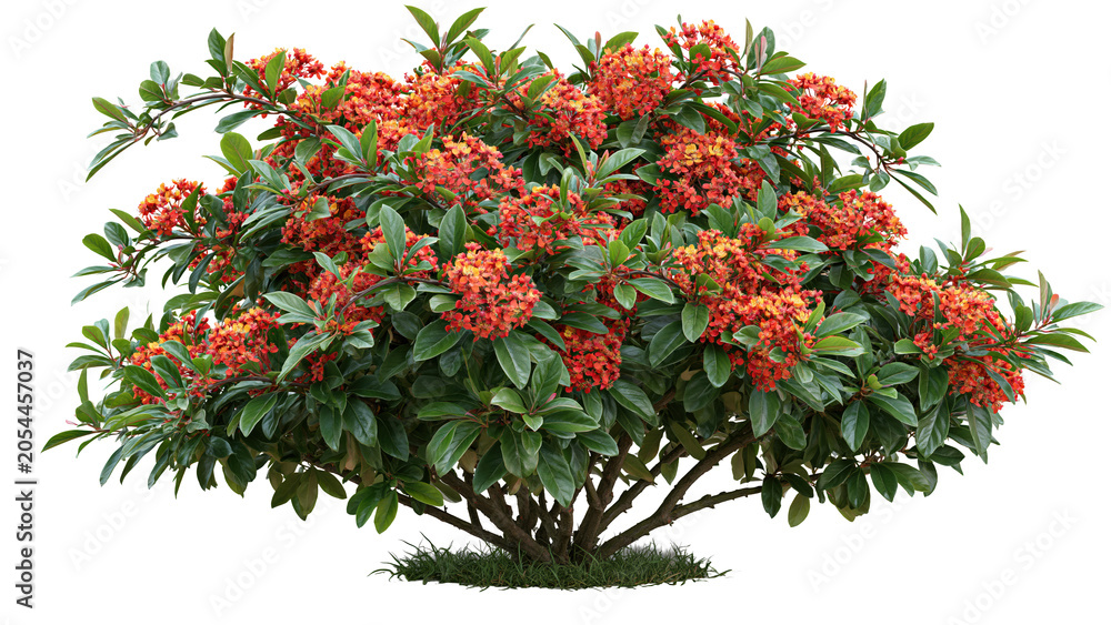 Naklejka premium Red flowering shrub tree with green leaves isolated on transparent