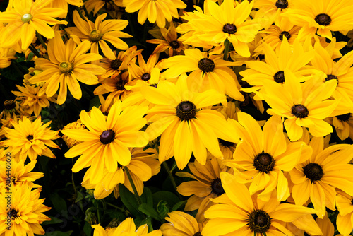 Bild auf Leinwand Colorful Wildflowers in Bloom, Close-Up Flower Garden Background